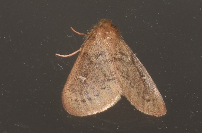 Noctuidae? da ID